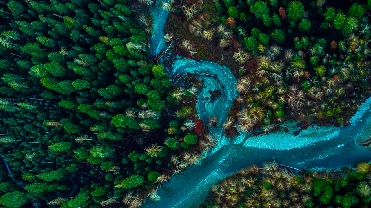 Обои растительность, зеленый, подземные воды, лист, вода в разрешении 1280x720
