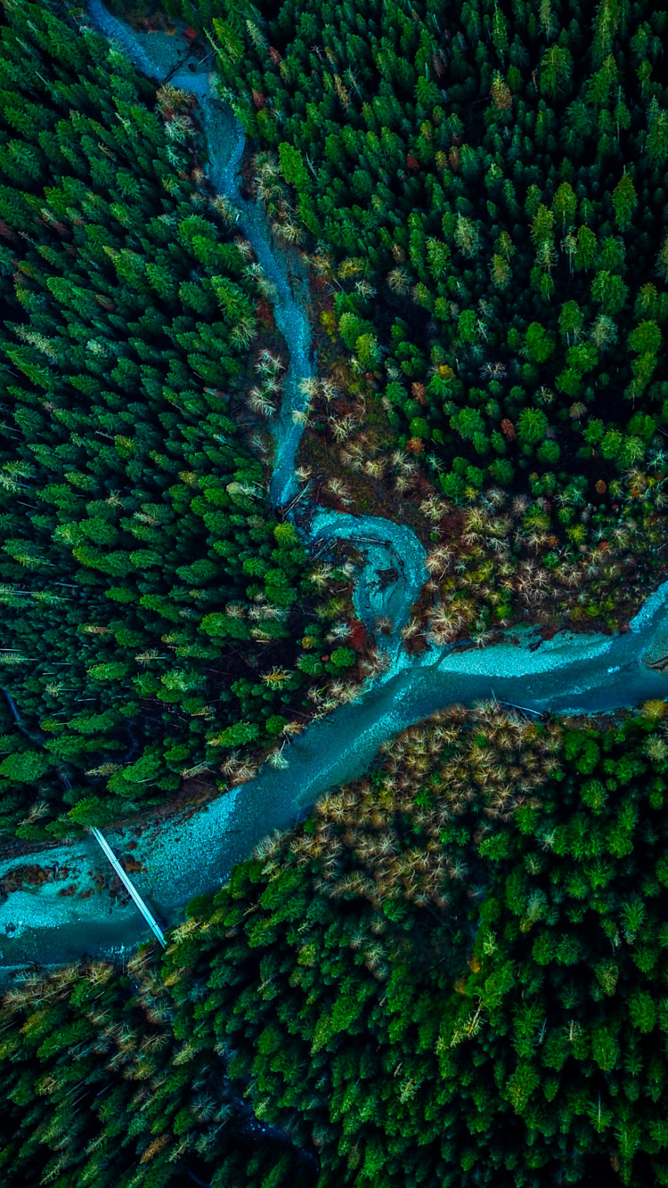 Обои растительность, зеленый, подземные воды, лист, вода в разрешении 750x1334