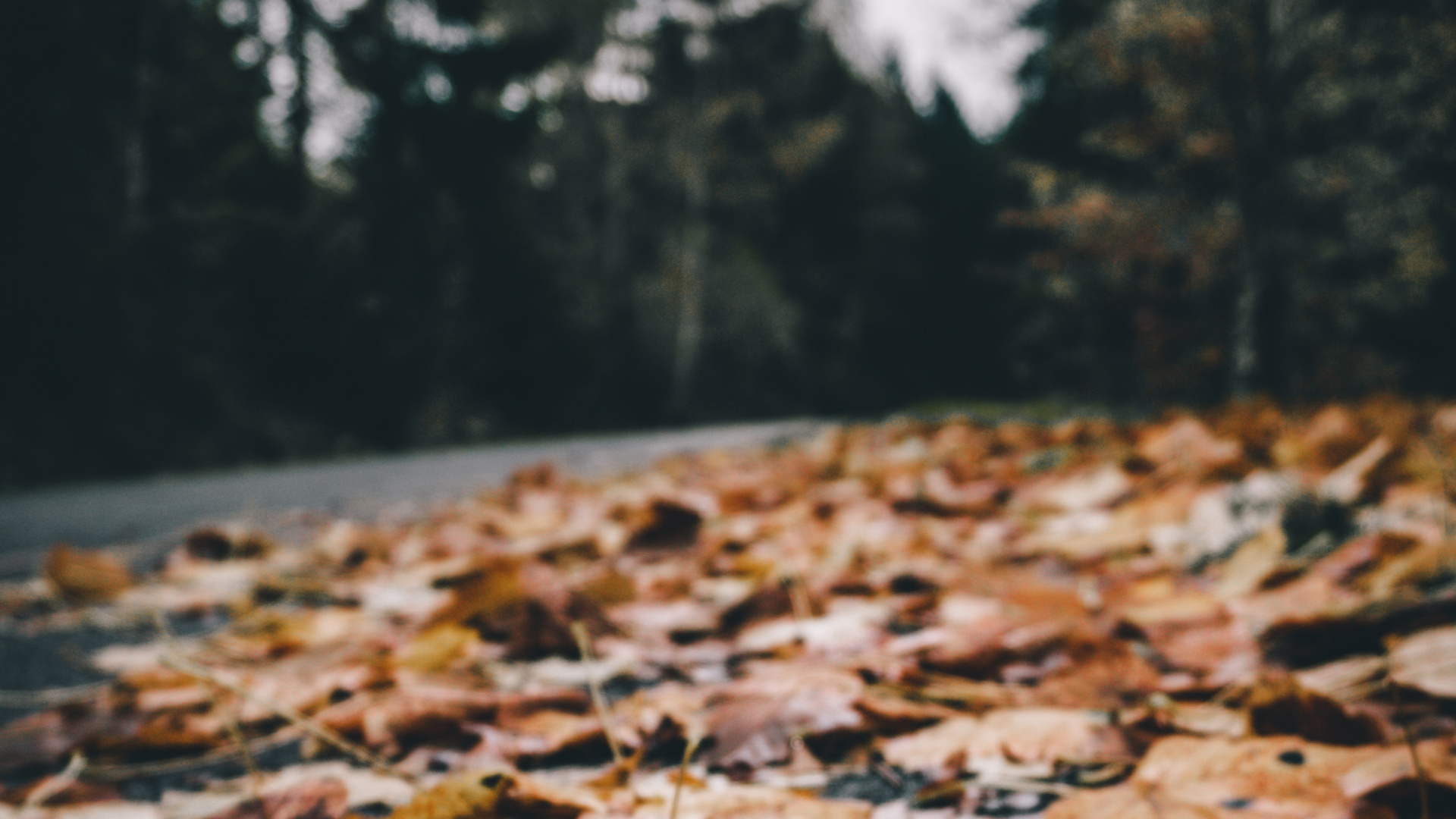 Обои лист, природа, дерево, природный ландшафт, окружающая среда в разрешении 1920x1080