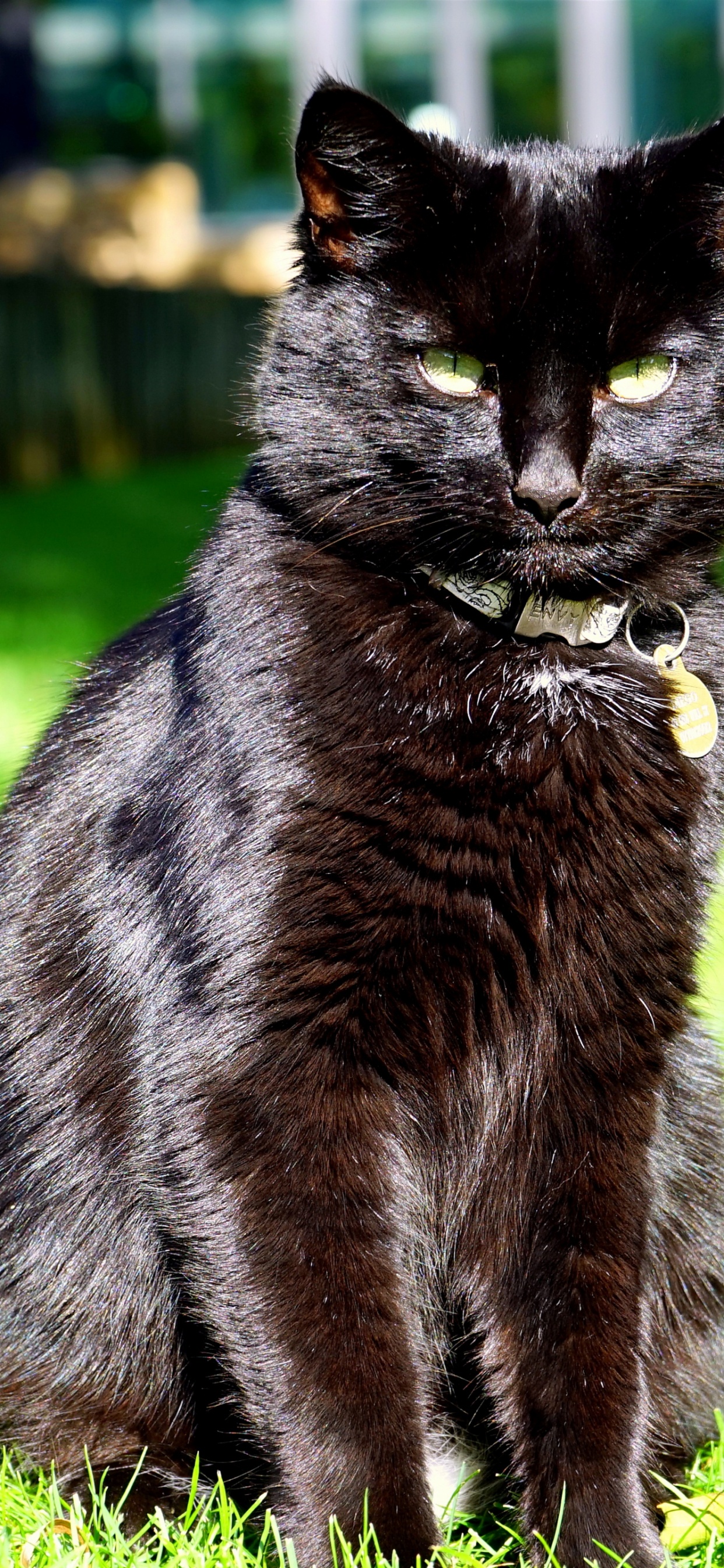 Обои мейн кун, сиамская кошка, черная кошка, кот, фауна в разрешении 1242x2688