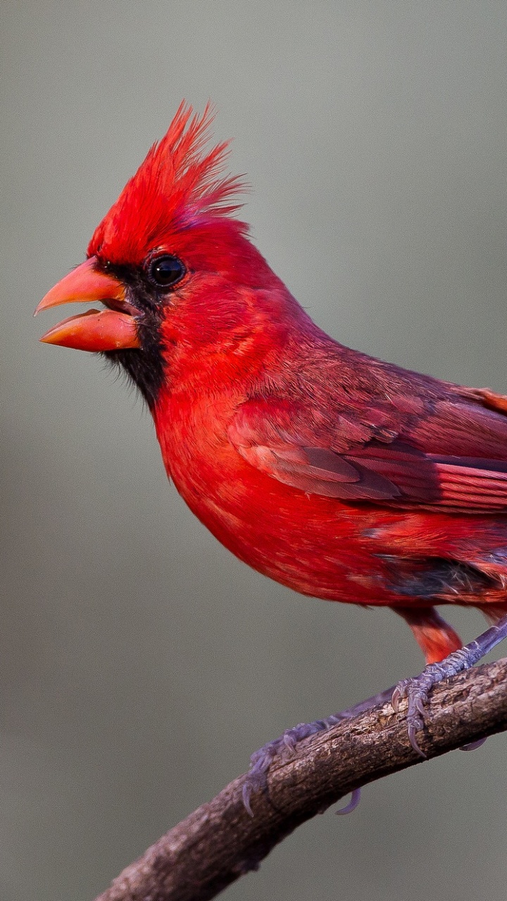 Обои количественное числительное, Северный кардинал, птица, клюв, воробьиные птицы в разрешении 720x1280