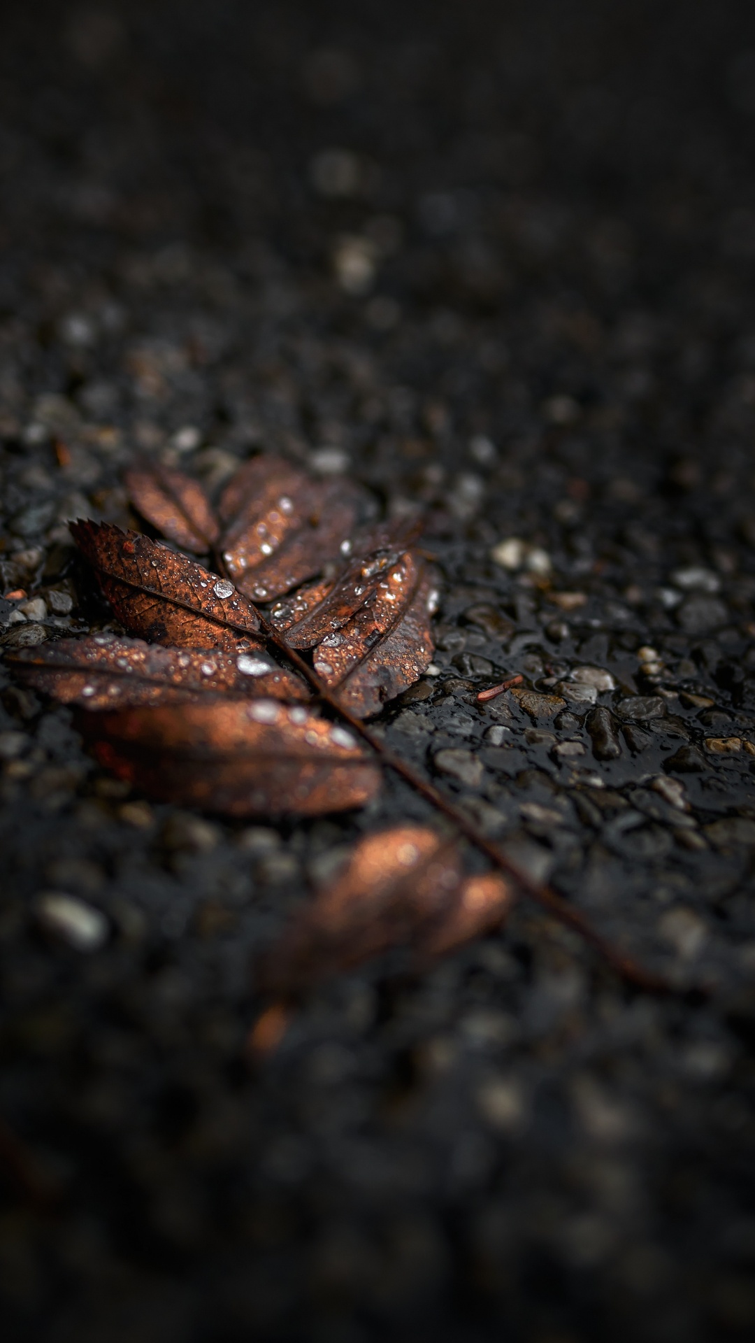 Обои черный, лист, коричневый цвет, дерево, почва в разрешении 1080x1920