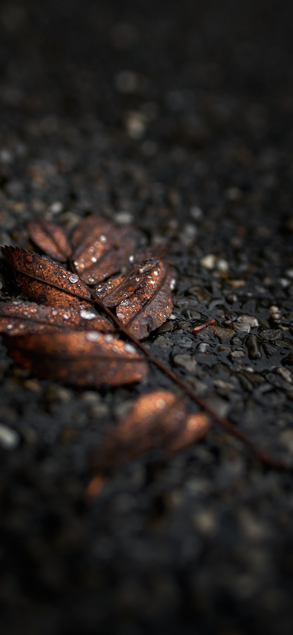 Обои черный, лист, коричневый цвет, дерево, почва в разрешении 1125x2436