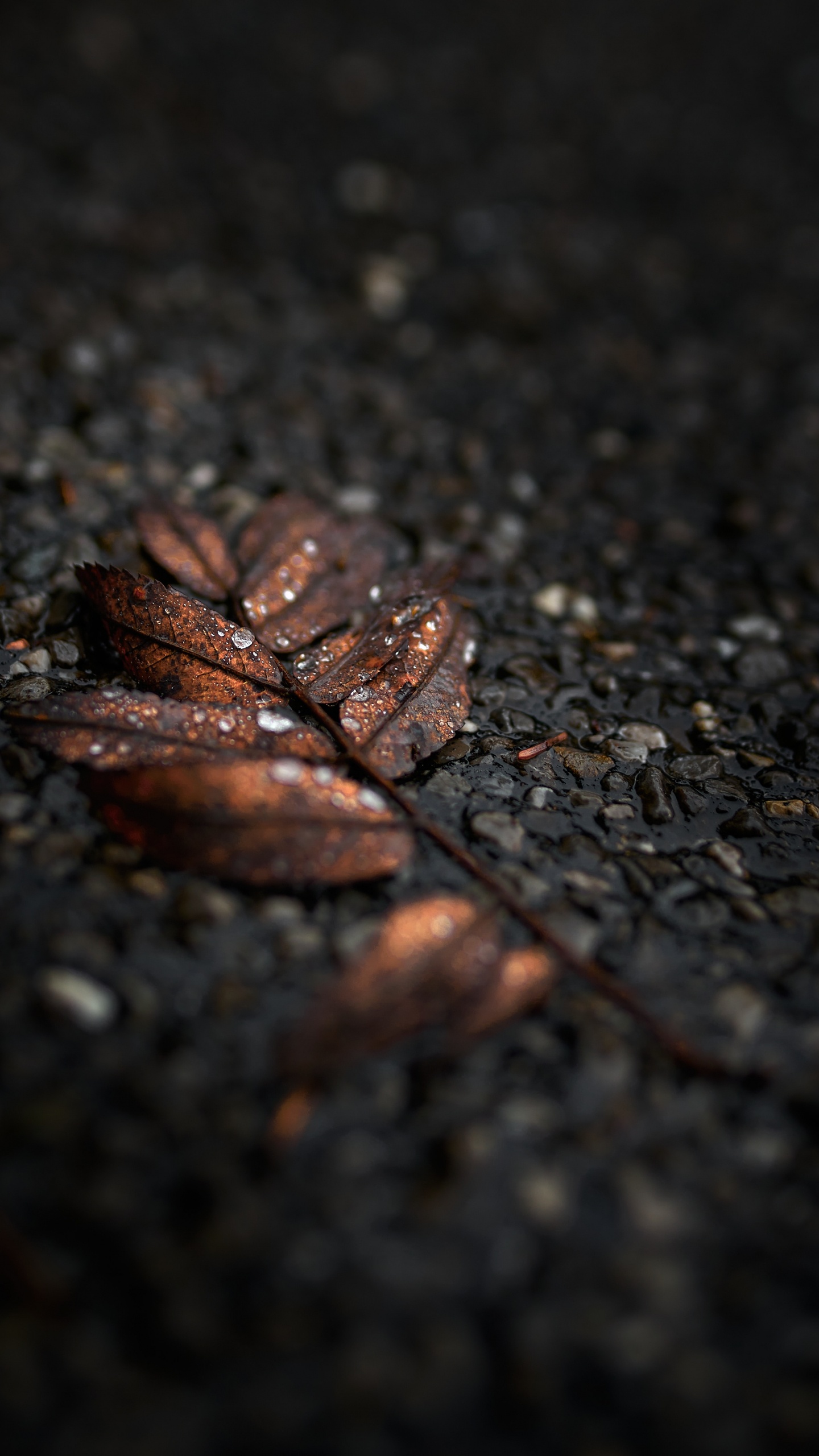 Обои черный, лист, коричневый цвет, дерево, почва в разрешении 1440x2560