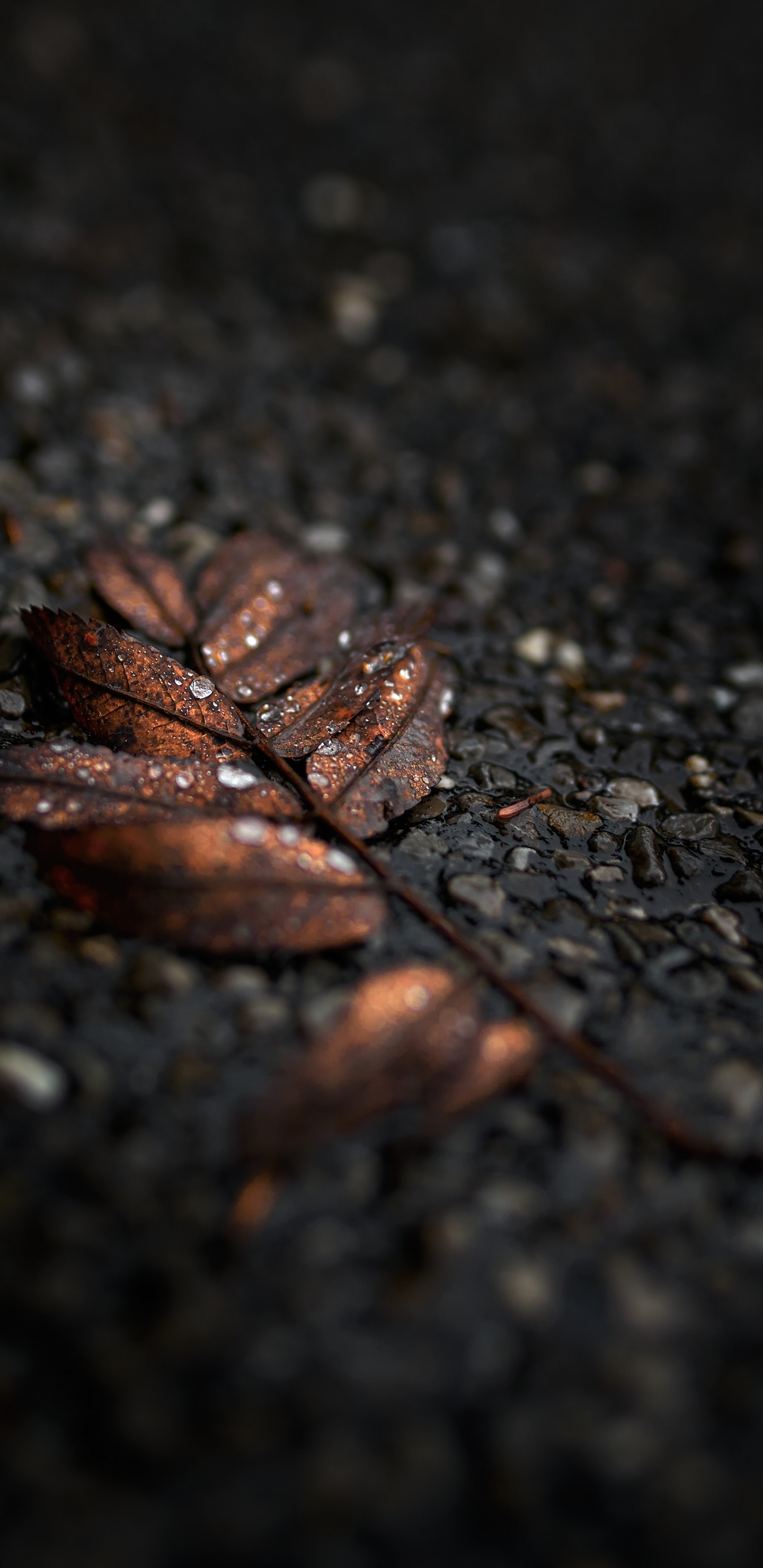 Обои черный, лист, коричневый цвет, дерево, почва в разрешении 1440x2960