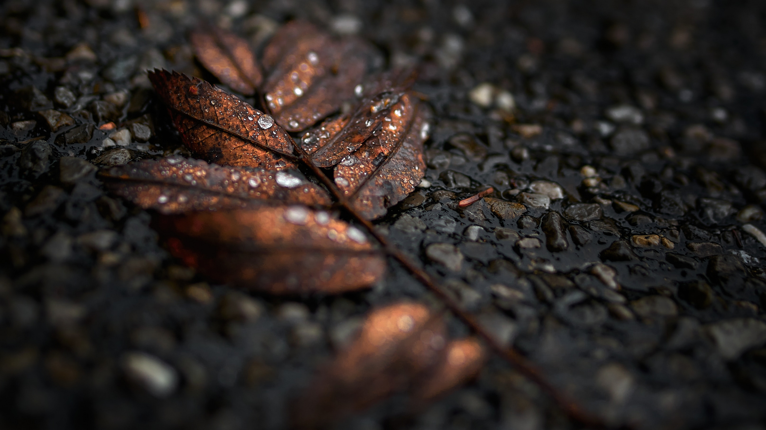 Обои черный, лист, коричневый цвет, дерево, почва в разрешении 2560x1440