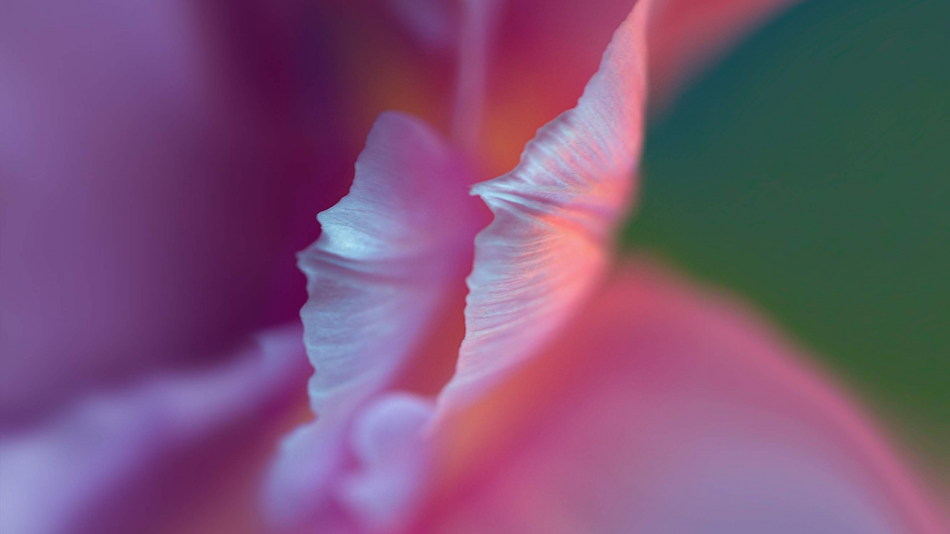 Обои Huawei, Huawei P40 Pro, p40 pro, huawei p40, huawei p30 pro в разрешении 1366x768