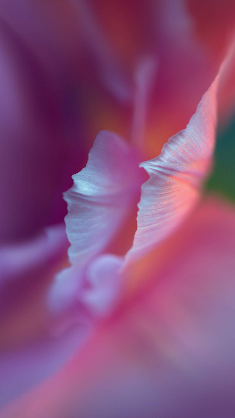 Обои Huawei, Huawei P40 Pro, p40 pro, huawei p40, huawei p30 pro в разрешении 750x1334