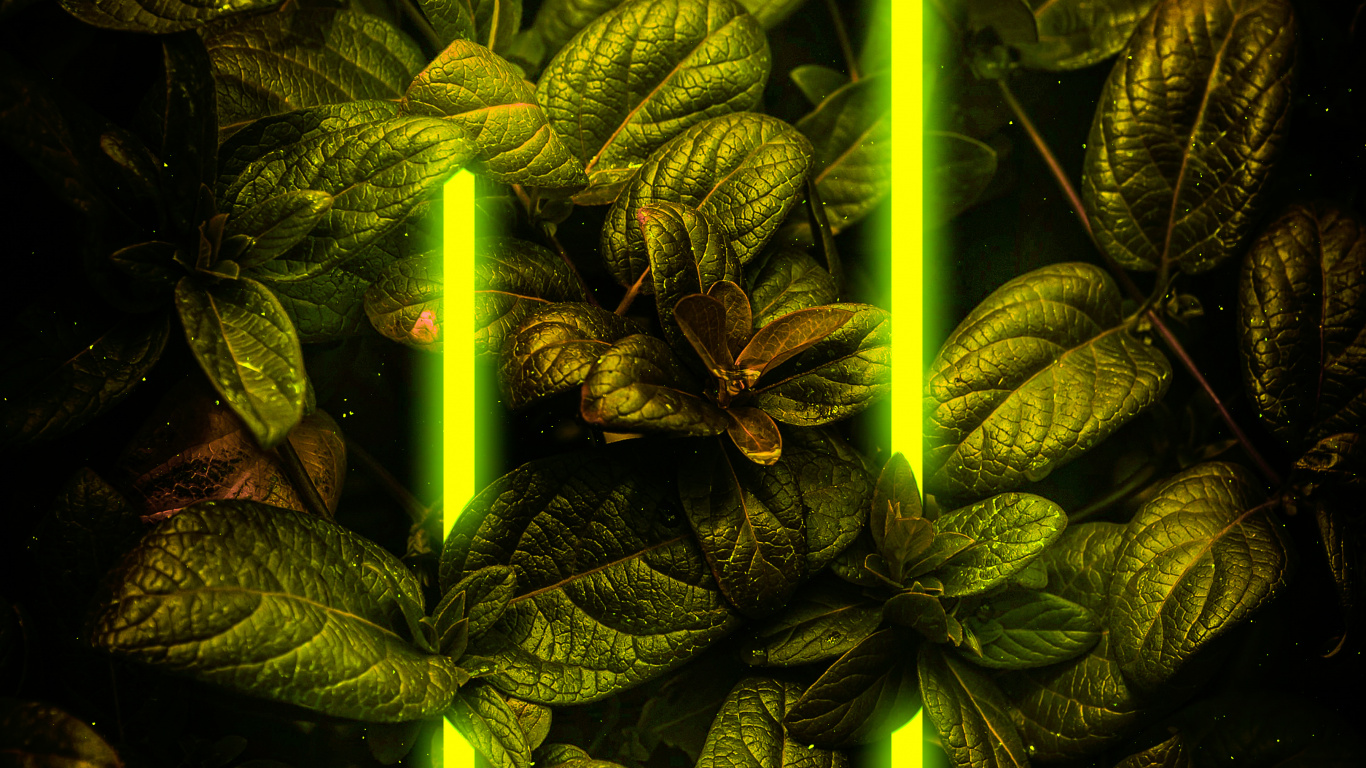 Обои наземное растение, растение, арт, узор, темнота в разрешении 1366x768