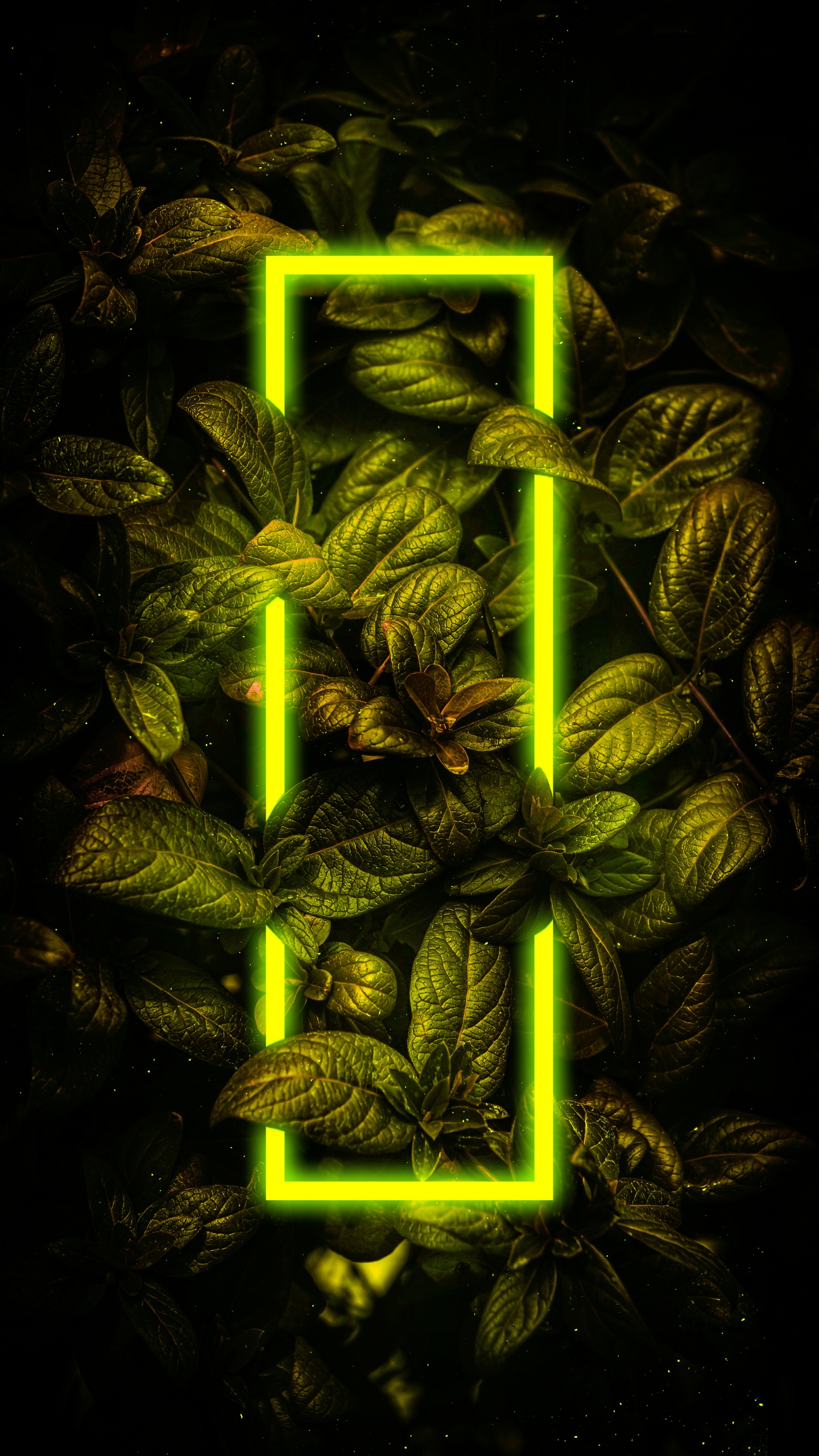 Обои наземное растение, растение, арт, узор, темнота в разрешении 1440x2560