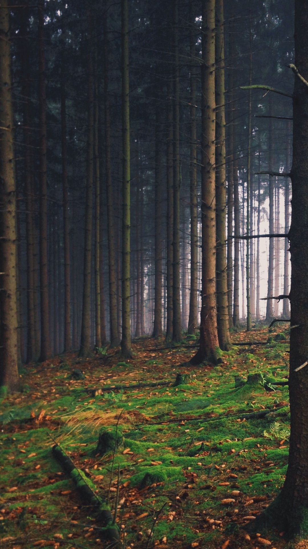 Обои ель еловый лес, лес, дерево, ель, природа в разрешении 1080x1920