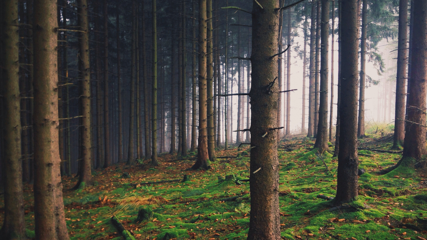 Обои ель еловый лес, лес, дерево, ель, природа в разрешении 1366x768