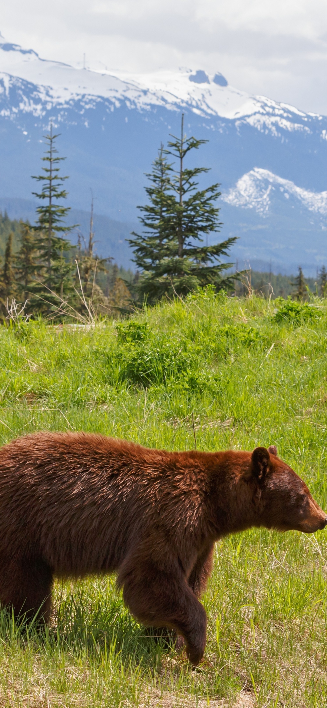 Обои Гризли, медведь, бурый медведь, дикая местность, живая природа в разрешении 1125x2436