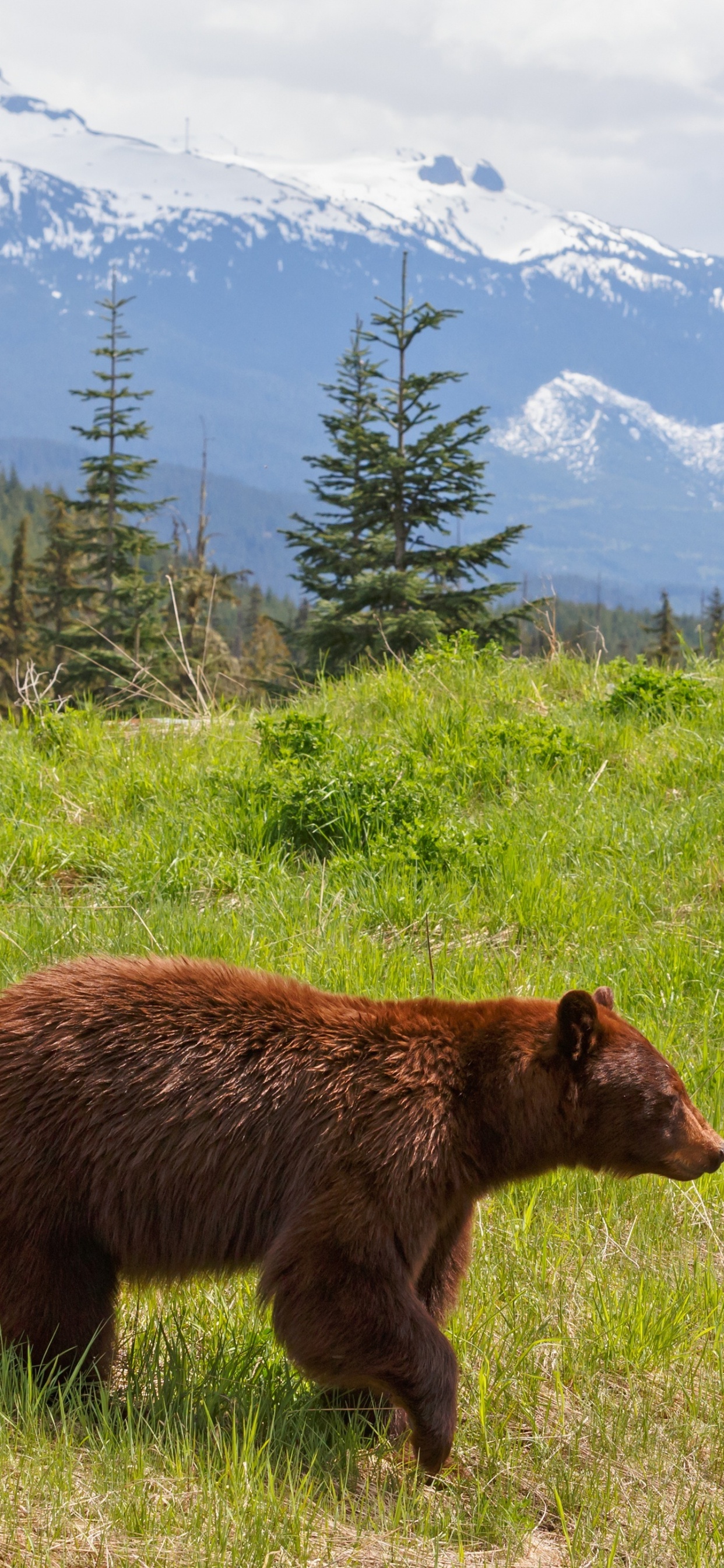 Обои Гризли, медведь, бурый медведь, дикая местность, живая природа в разрешении 1242x2688