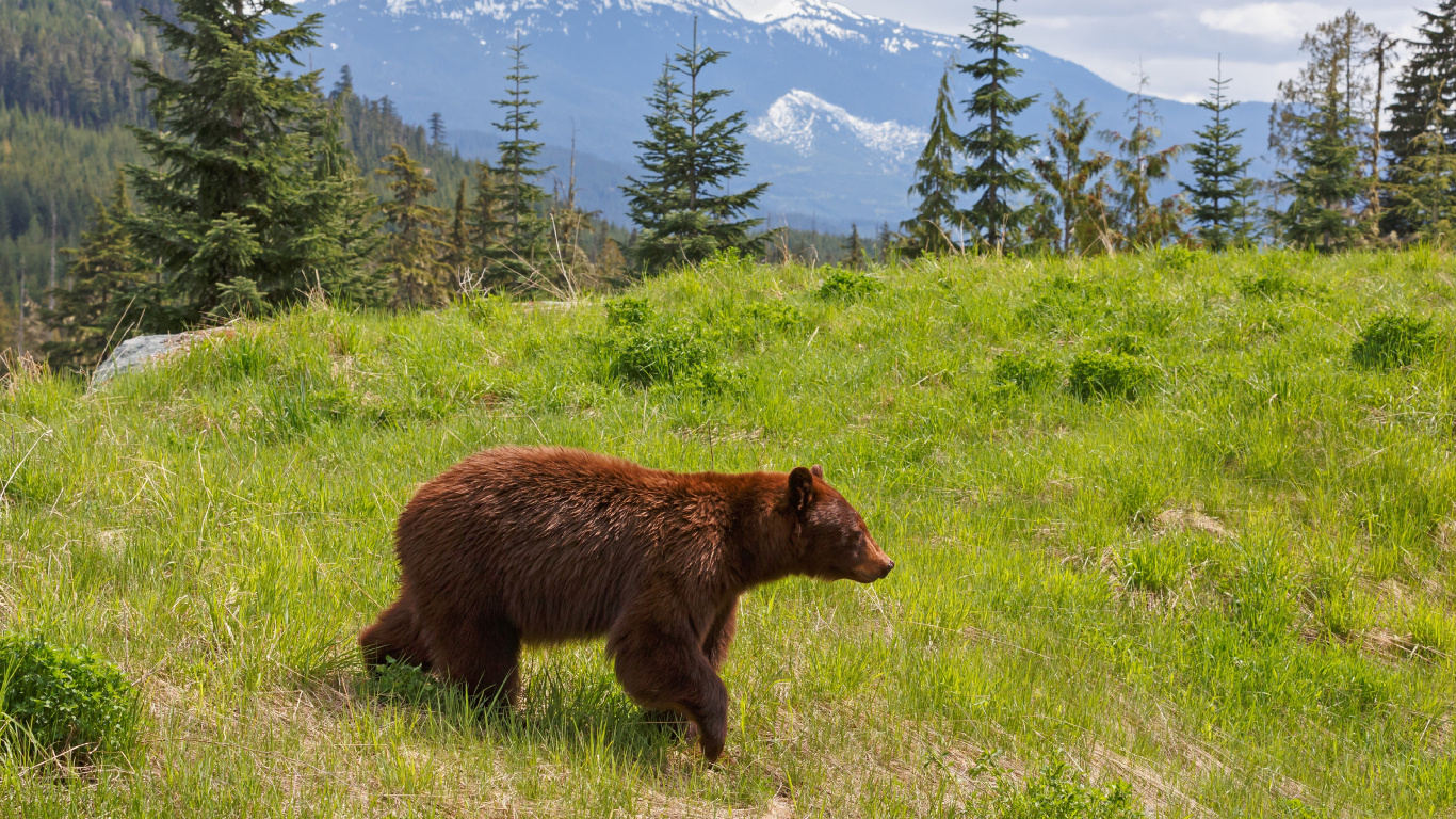 Обои Гризли, медведь, бурый медведь, дикая местность, живая природа в разрешении 1366x768