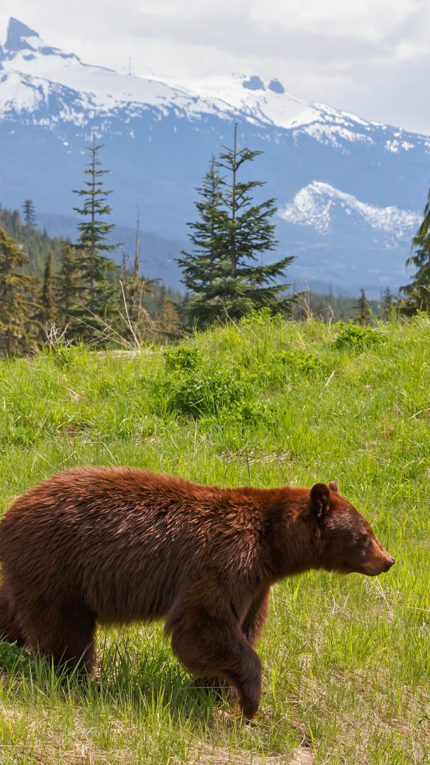Обои Гризли, медведь, бурый медведь, дикая местность, живая природа в разрешении 1440x2560