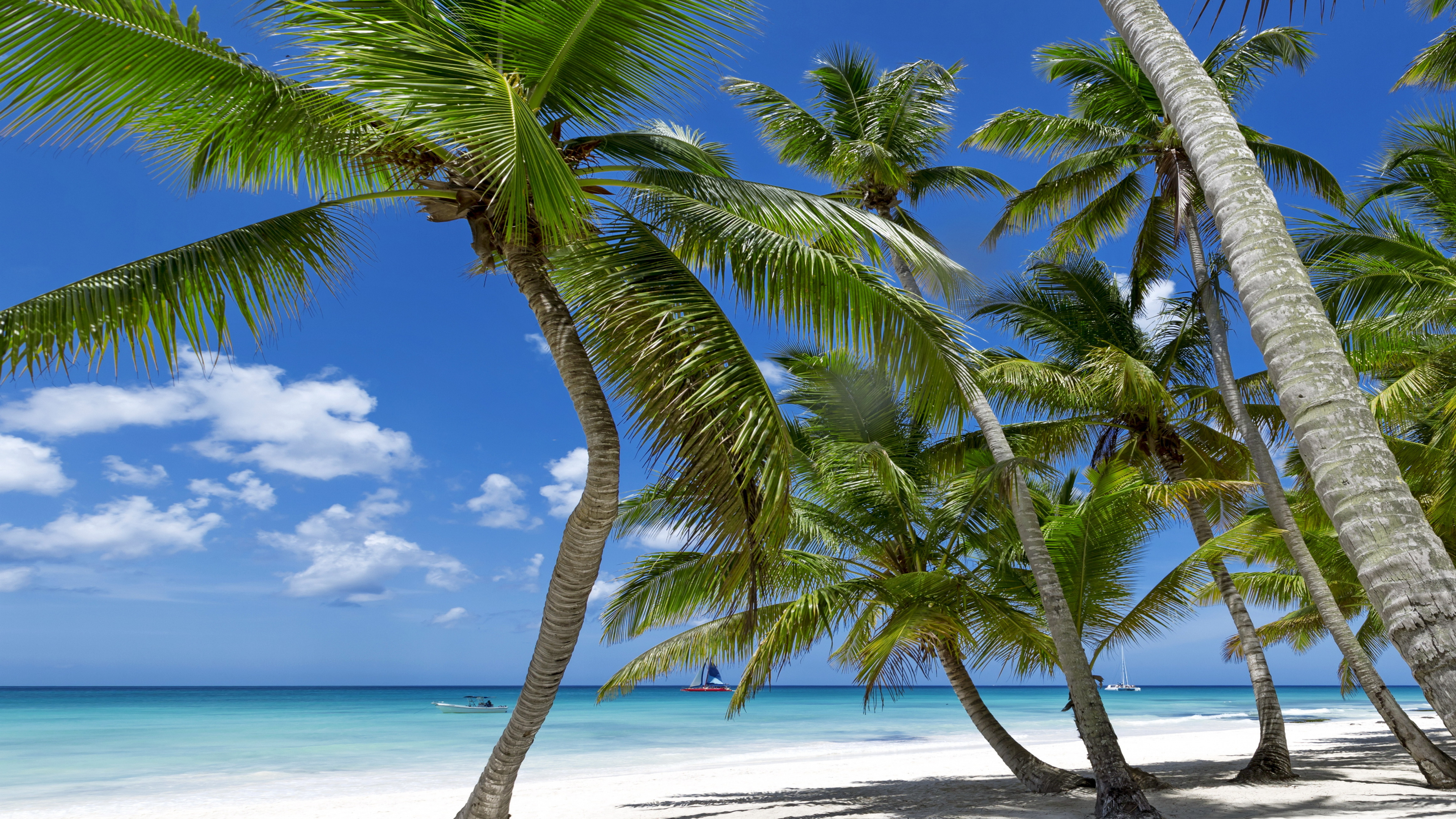 Обои пляж, природа, песок, море, дерево в разрешении 3840x2160