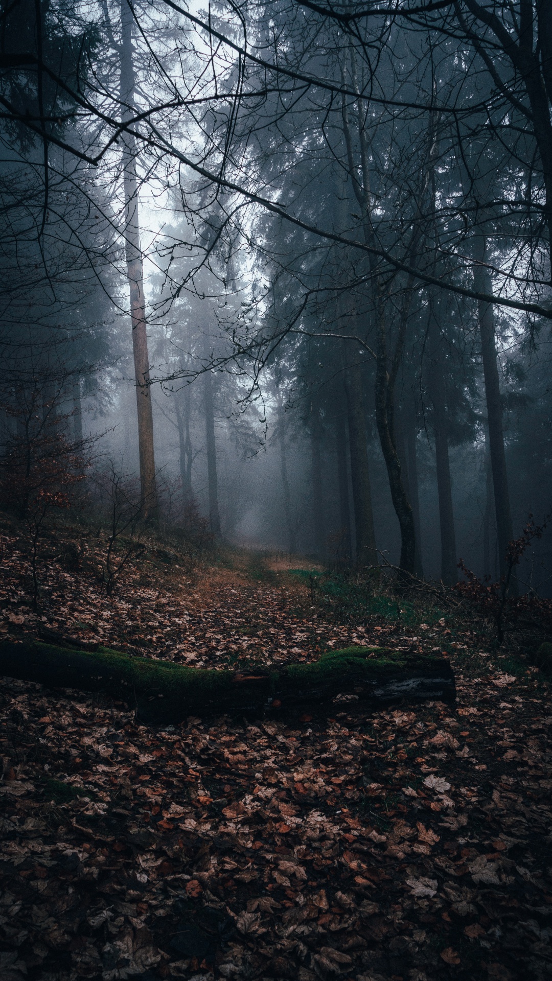 Обои осень, солнечный свет, лесистая местность, туман, природа в разрешении 1080x1920