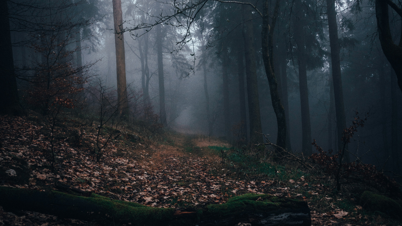 Обои осень, солнечный свет, лесистая местность, туман, природа в разрешении 1366x768