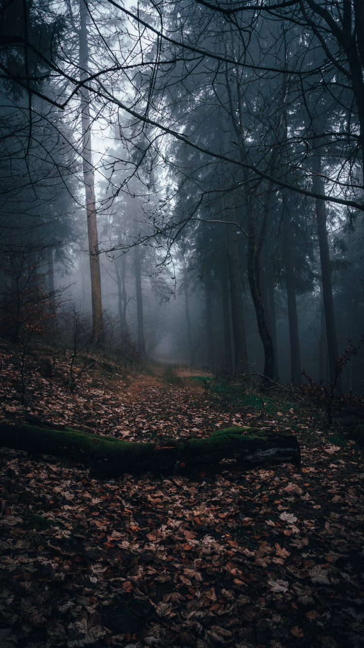 Обои осень, солнечный свет, лесистая местность, туман, природа в разрешении 750x1334