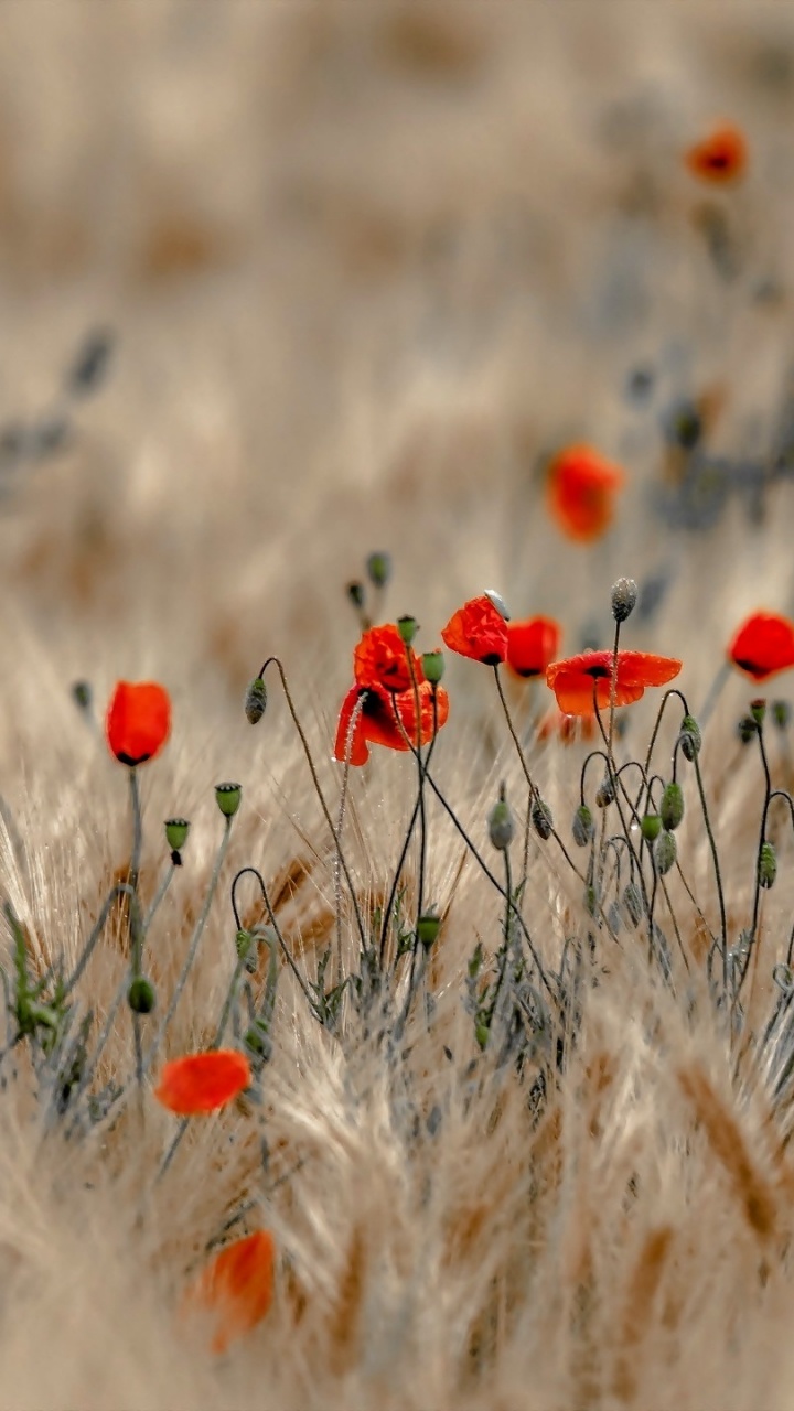 Обои цветок, экорегион, полевой цветок, семейство травы, семейства маковых в разрешении 720x1280