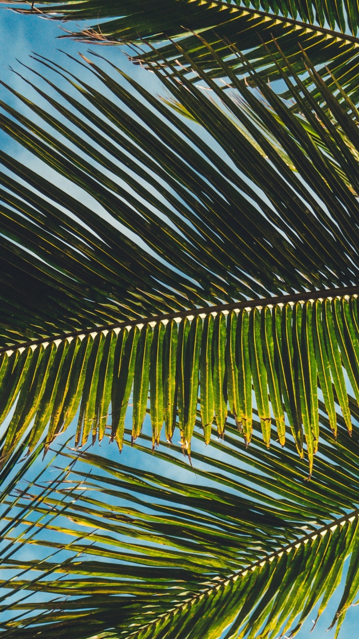 Обои лист, пальмовые рощи, дерево, Пальма, растительность в разрешении 720x1280