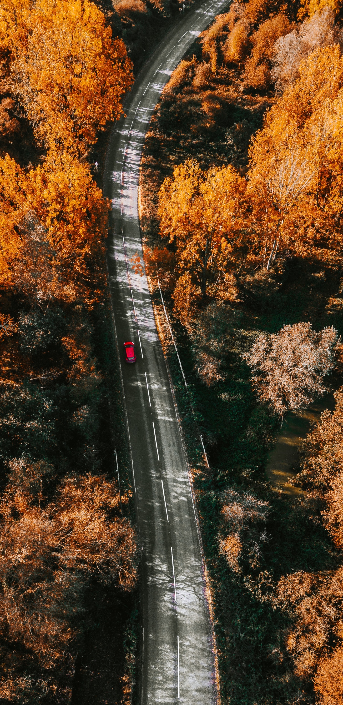 Обои природа, лист, дерево, осень, желтый в разрешении 1440x2960