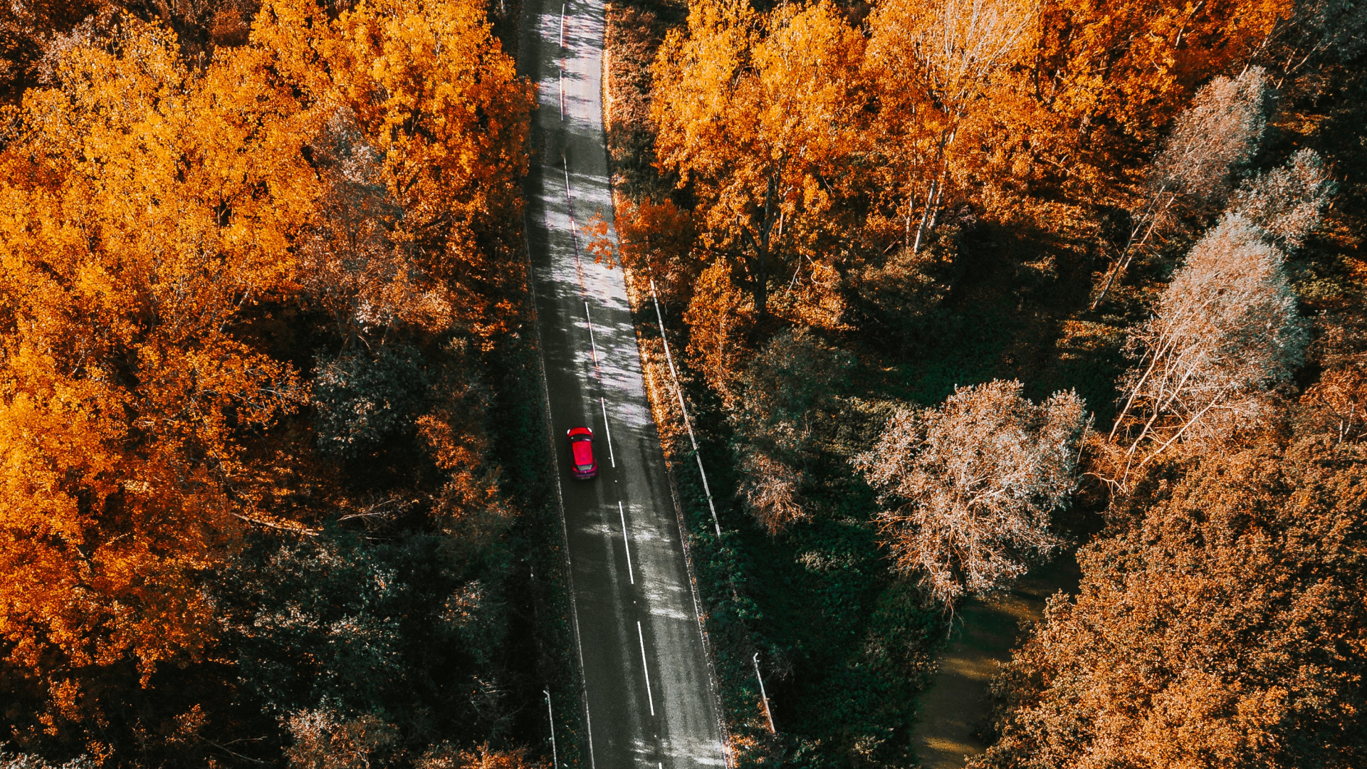 Обои природа, лист, дерево, осень, желтый в разрешении 1920x1080