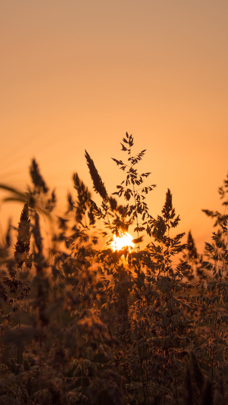 Обои закат, солнечный свет, утро, семейство травы, экорегион в разрешении 750x1334