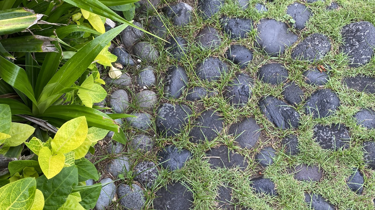 Обои лист, мажорель синий, биология, наука, рассада в разрешении 1280x720