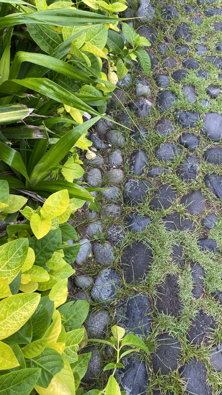 Обои лист, мажорель синий, биология, наука, рассада в разрешении 720x1280