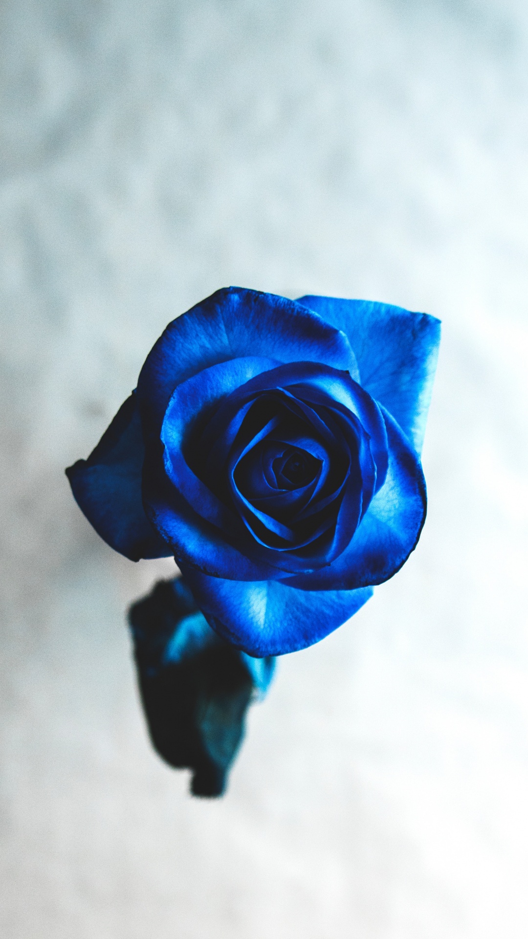 Обои Роза, синяя роза, цветок, сад роз, синий в разрешении 1080x1920