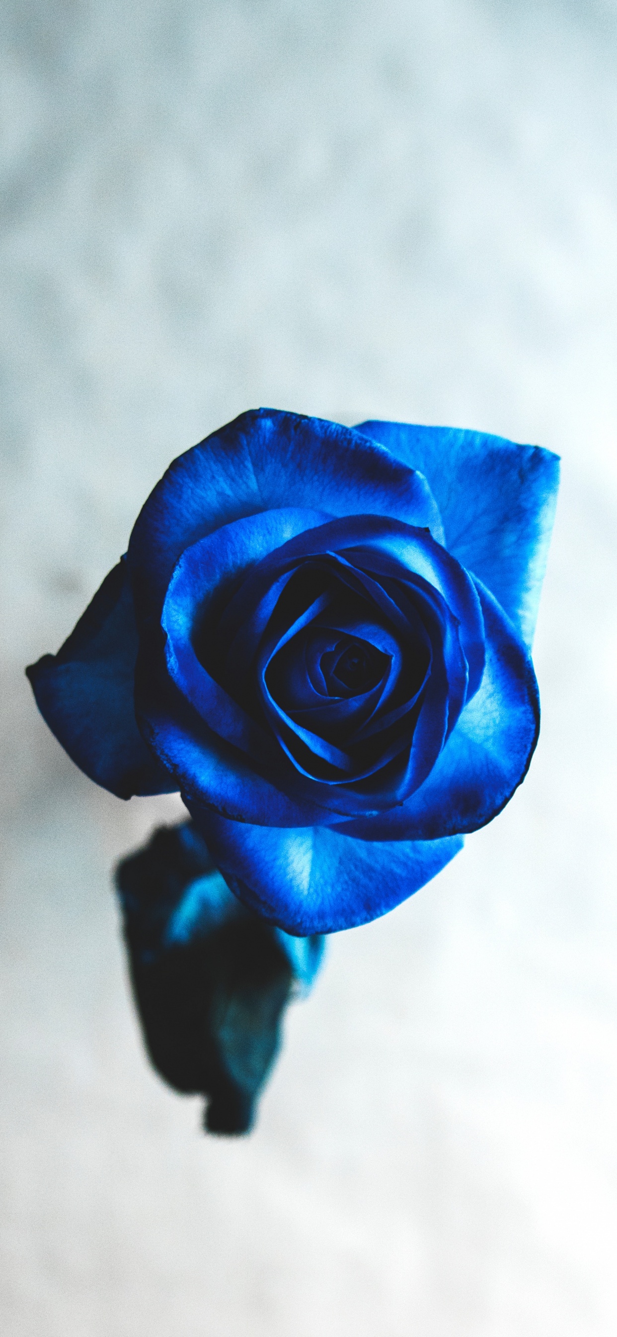 Обои Роза, синяя роза, цветок, сад роз, синий в разрешении 1242x2688