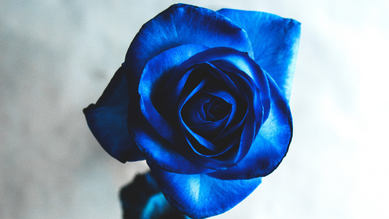 Обои Роза, синяя роза, цветок, сад роз, синий в разрешении 1280x720