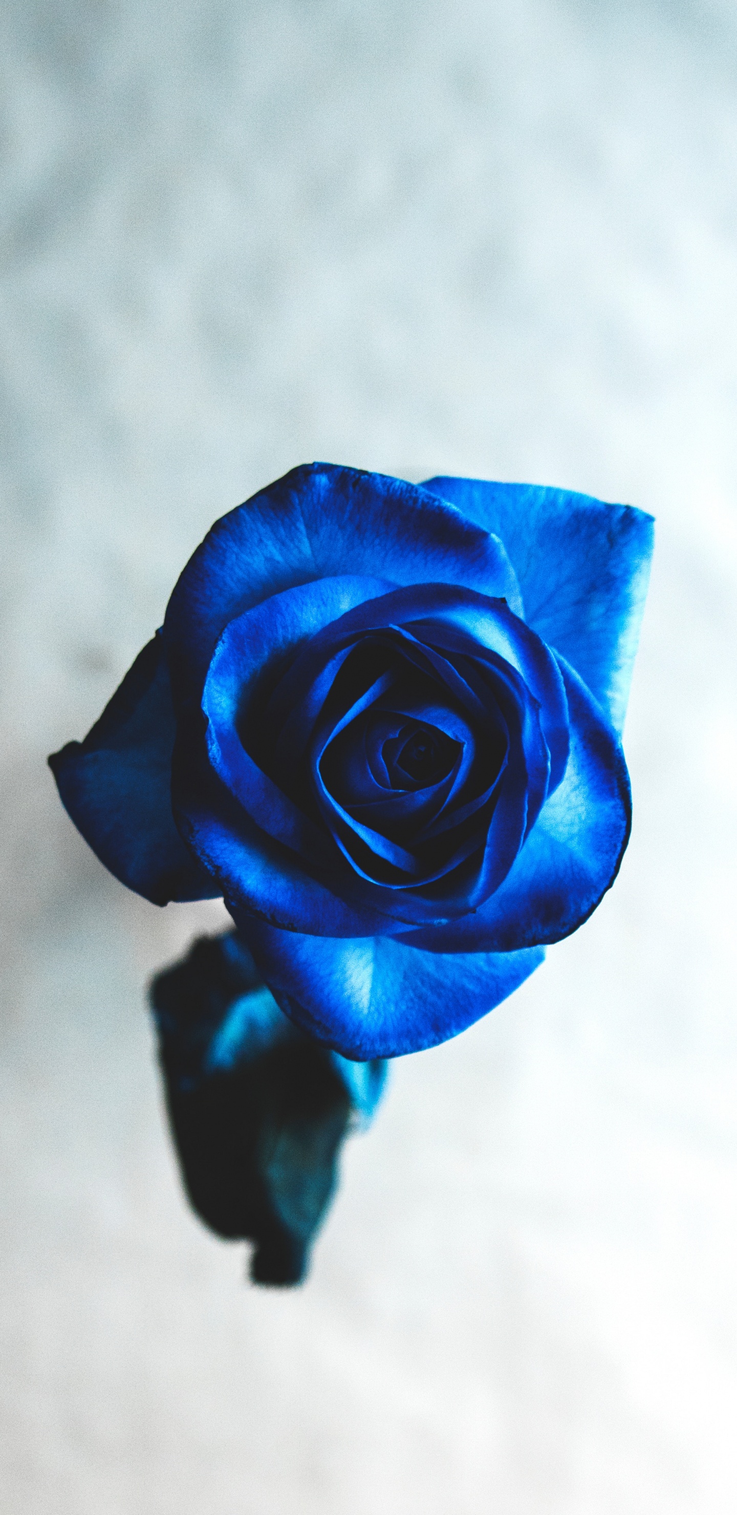 Обои Роза, синяя роза, цветок, сад роз, синий в разрешении 1440x2960