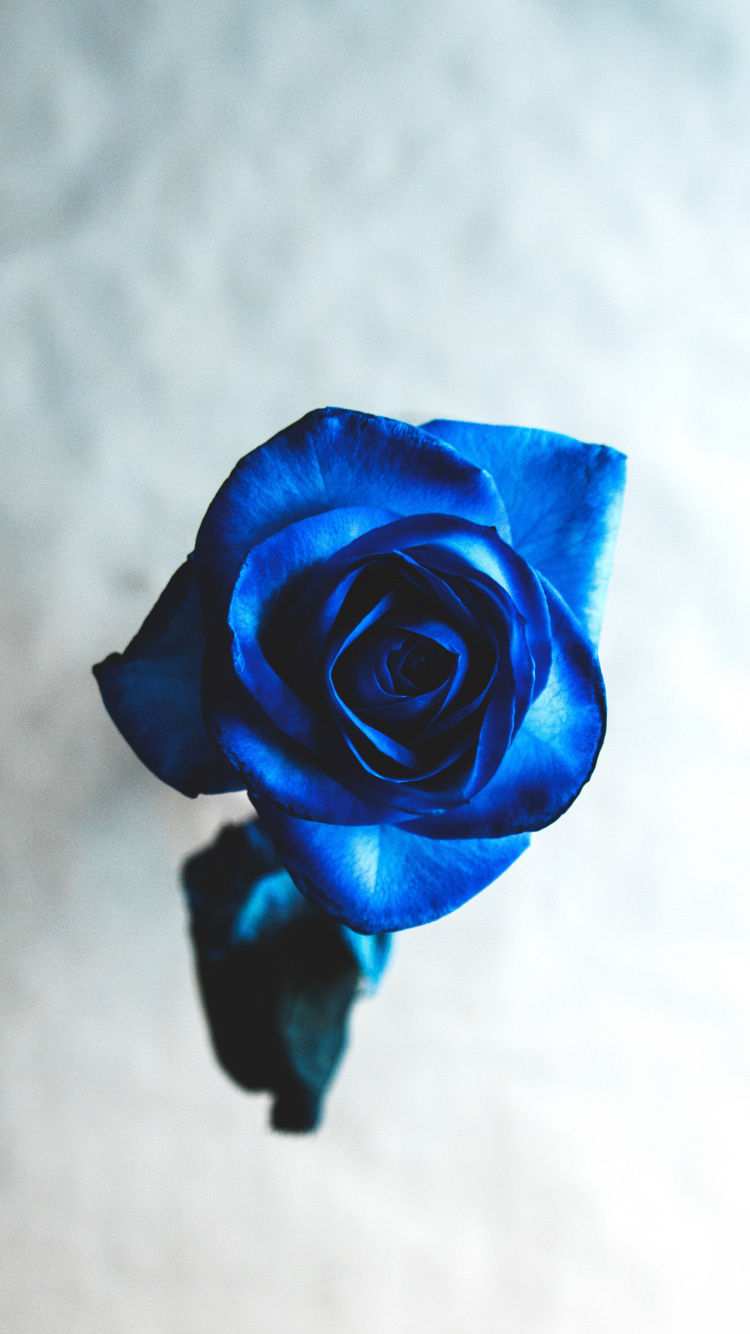 Обои Роза, синяя роза, цветок, сад роз, синий в разрешении 750x1334