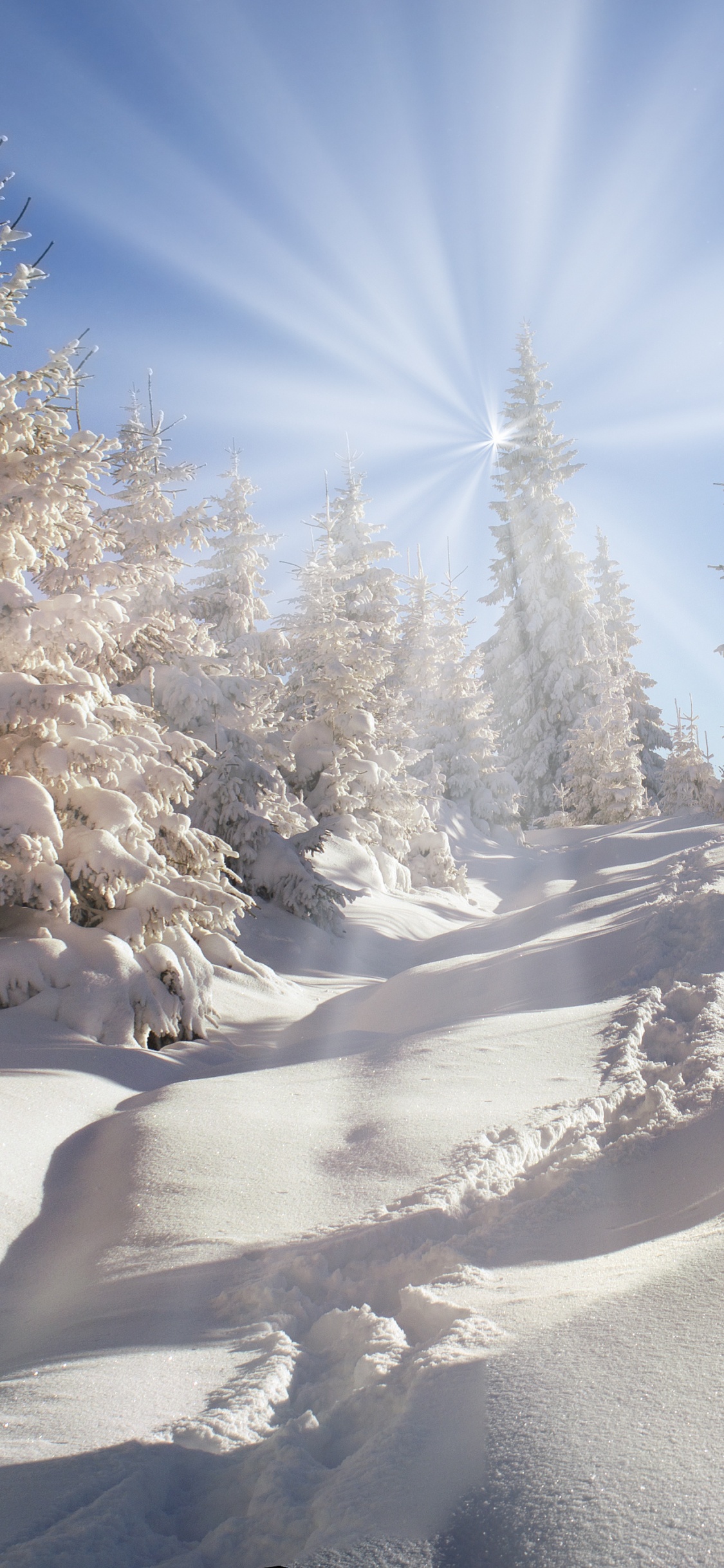 Обои зима, снег, дерево, замораживание, мороз в разрешении 1125x2436