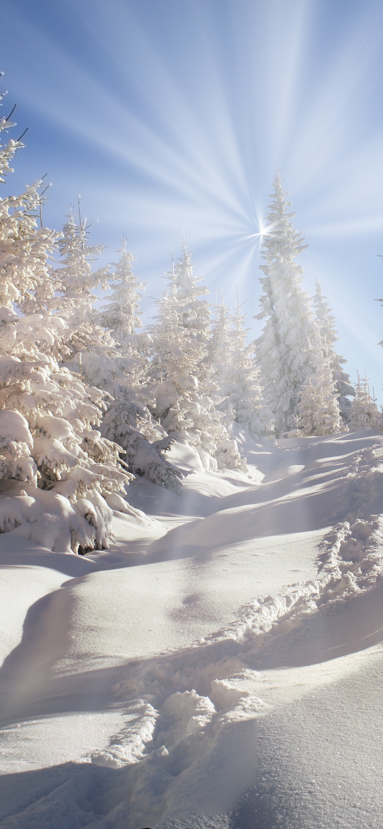 Обои зима, снег, дерево, замораживание, мороз в разрешении 1242x2688