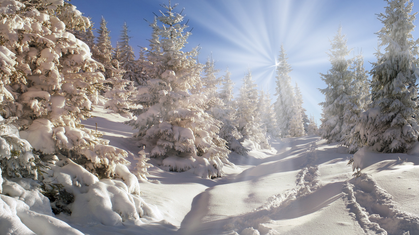Обои зима, снег, дерево, замораживание, мороз в разрешении 1366x768