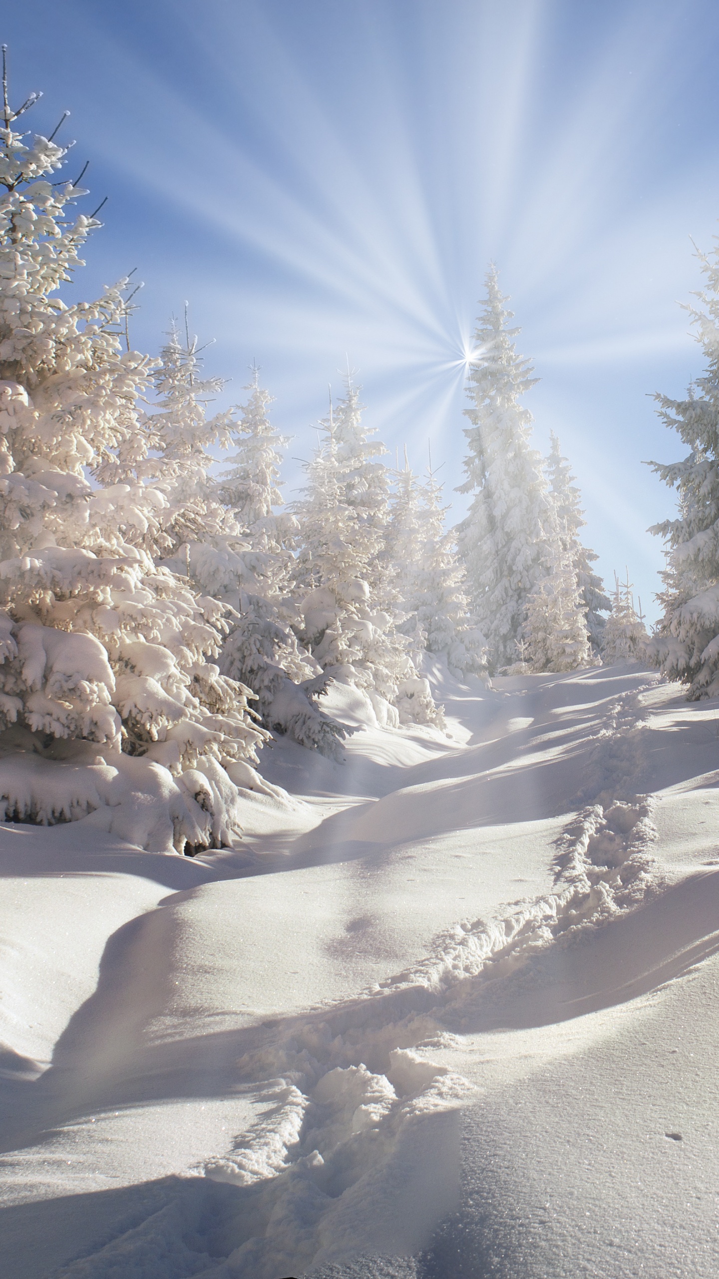Обои зима, снег, дерево, замораживание, мороз в разрешении 1440x2560