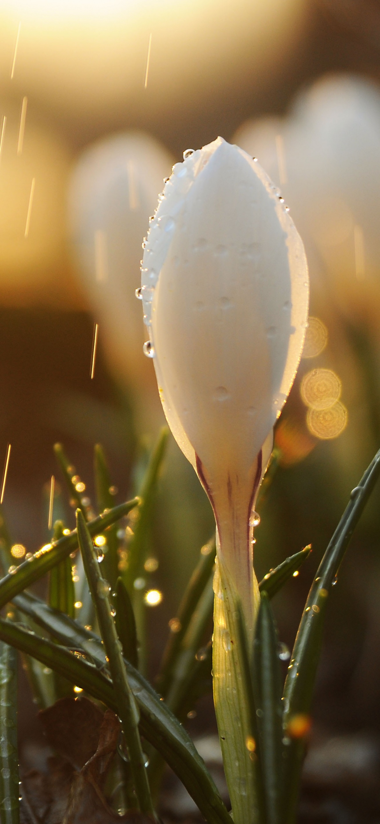 Обои весна, дождь, свет, вода, цветок в разрешении 1242x2688