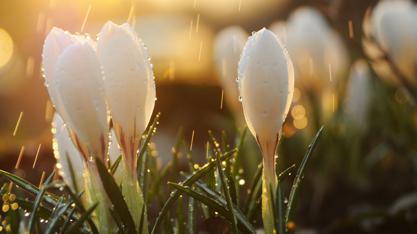 Обои весна, дождь, свет, вода, цветок в разрешении 1366x768