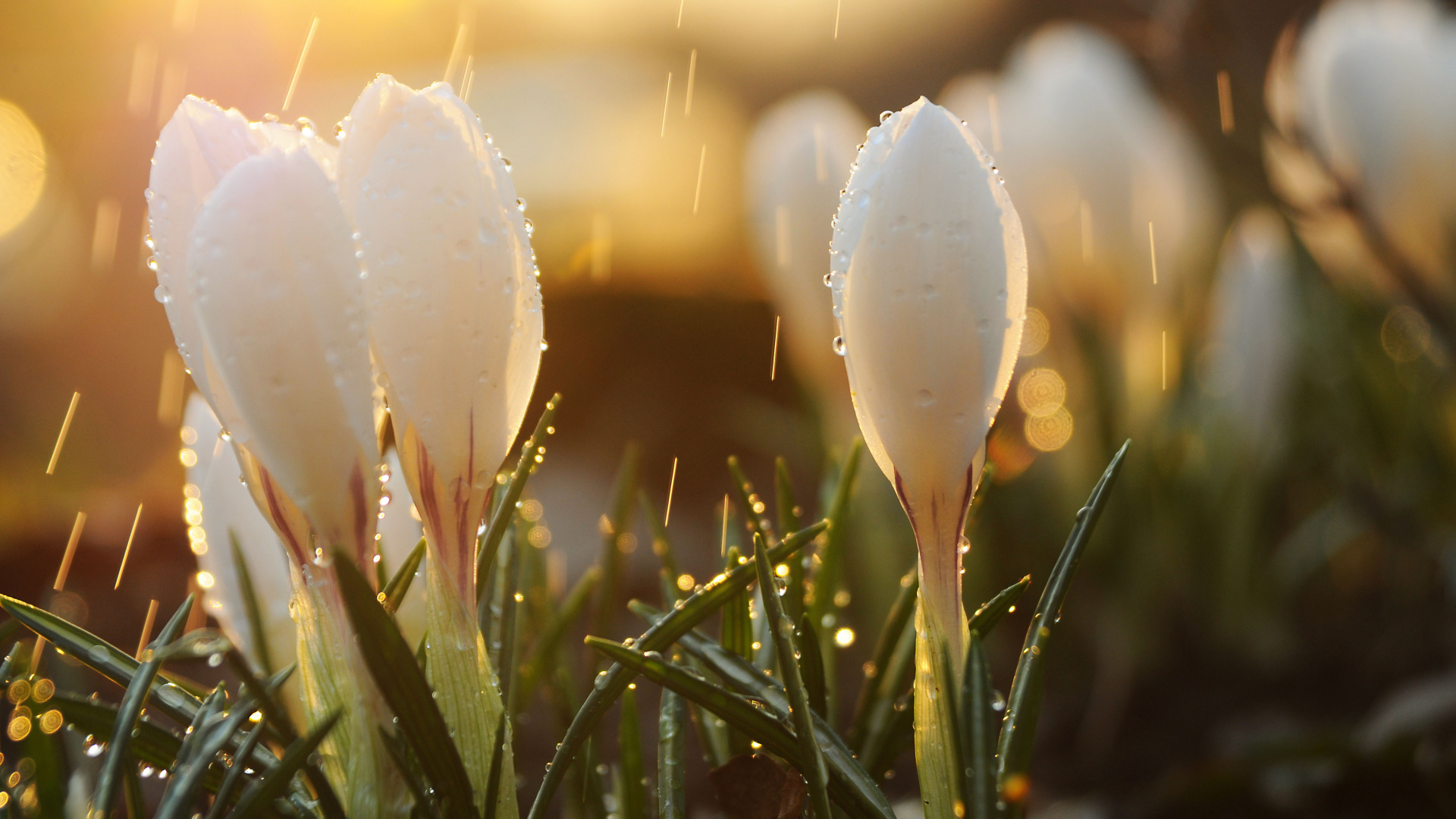 Обои весна, дождь, свет, вода, цветок в разрешении 1920x1080
