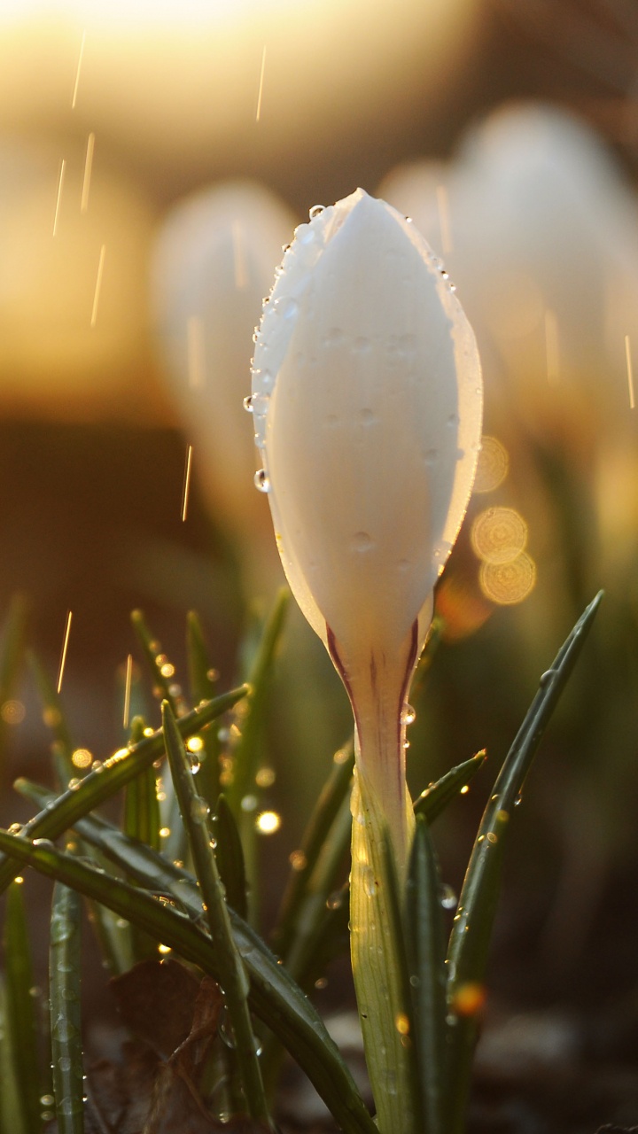 Обои весна, дождь, свет, вода, цветок в разрешении 720x1280