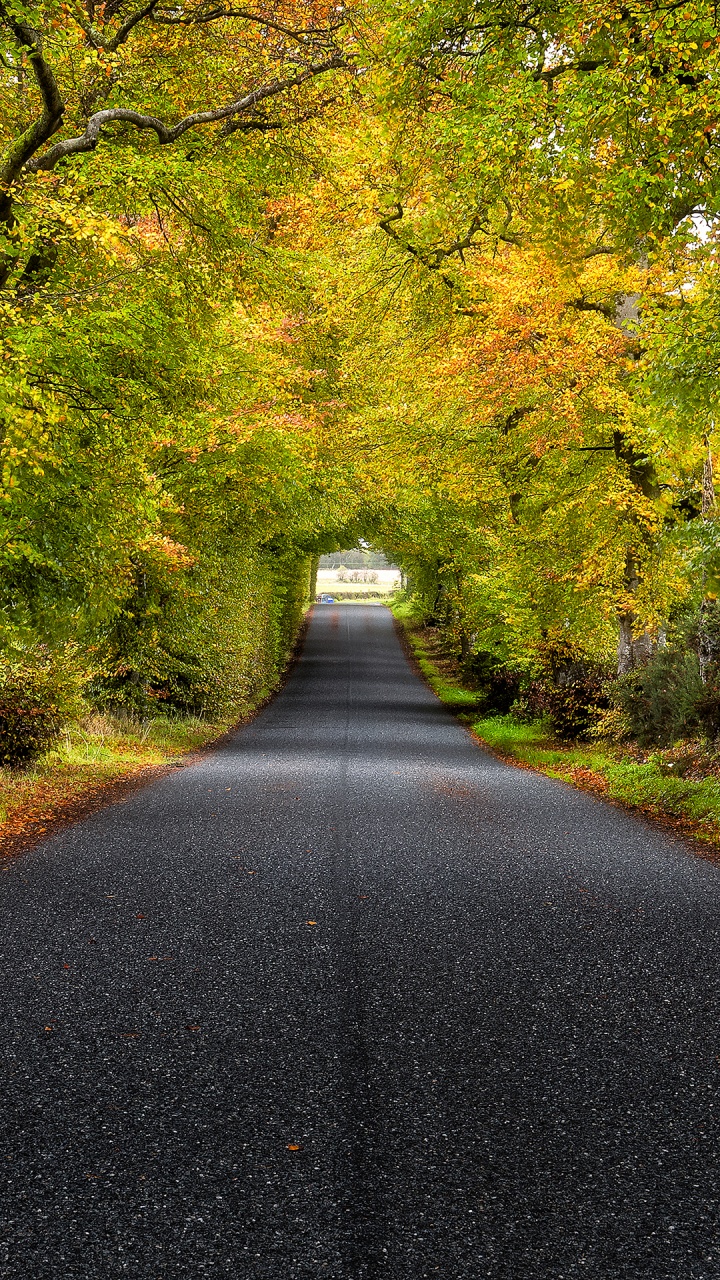 Обои Tree Road Scotland, Шотландия, дерево, дорога, растение в разрешении 720x1280