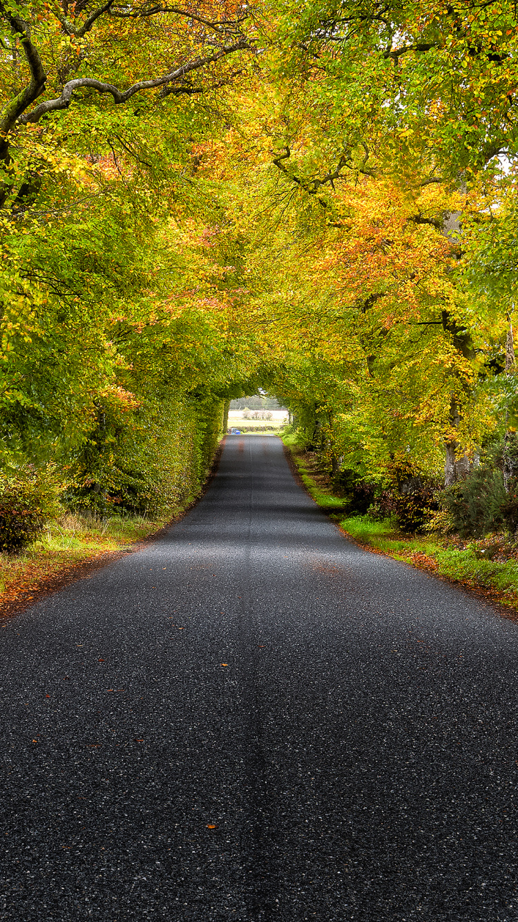 Обои Tree Road Scotland, Шотландия, дерево, дорога, растение в разрешении 750x1334