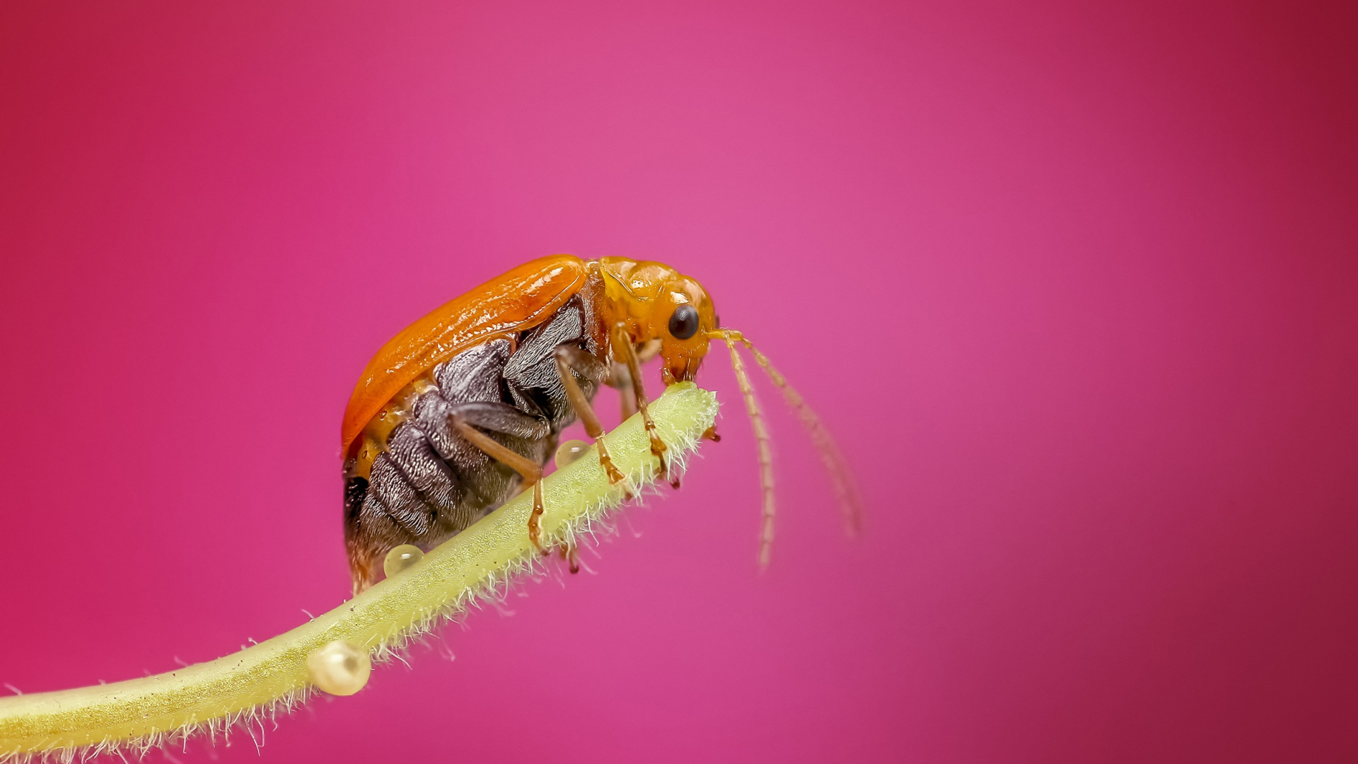 Обои насекомое, беспозвоночных, паразит, Мембрана-крылатое насекомое, членистоногое в разрешении 1920x1080
