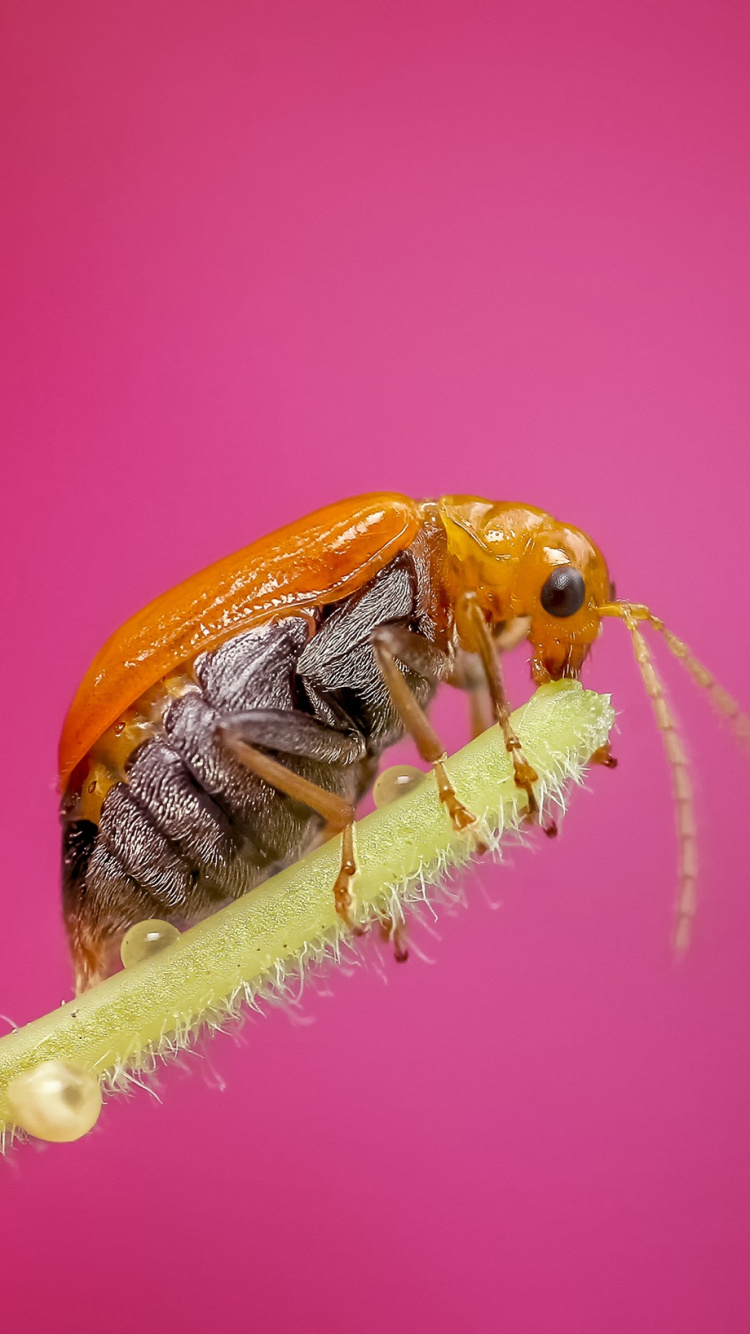 Обои насекомое, беспозвоночных, паразит, Мембрана-крылатое насекомое, членистоногое в разрешении 750x1334