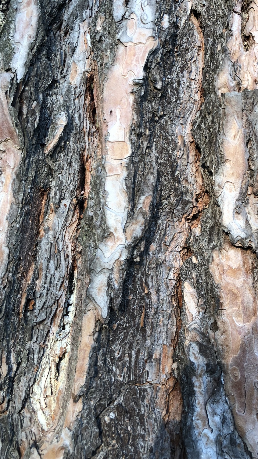 Обои древесина, биология, наука в разрешении 1080x1920