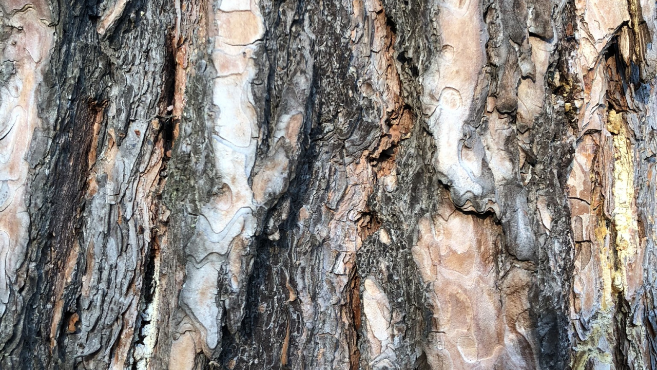 Обои древесина, биология, наука в разрешении 1280x720